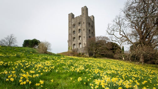 View of daffodils in the garden with Penrhyn Castle in the background in Gwynedd, North Wales